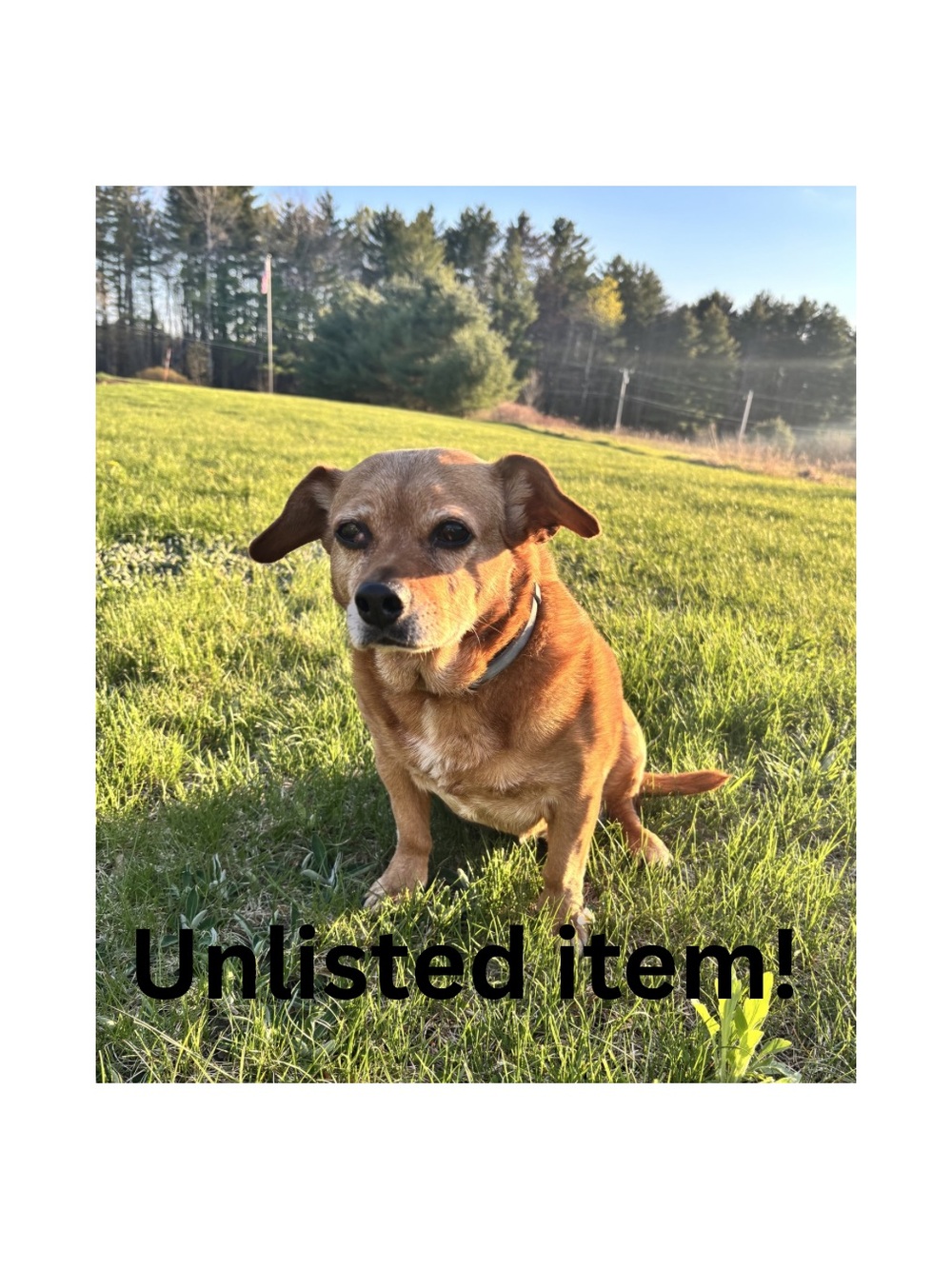 Live show unlisted item! 250-275